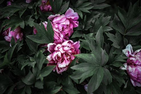 Обои на рабочий стол Куст с розовыми пионами, by Corina Rainer