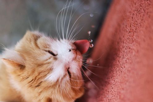 Обои на рабочий стол Рыжая кошка держит язык перед каплями воды