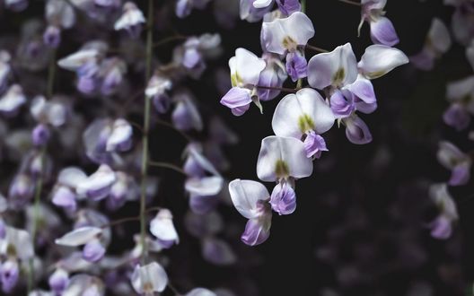 Обои на рабочий стол Весенняя глициния, by Oleksandra Bardash