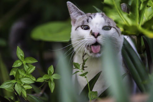 Обои на рабочий стол Кот с высунутым языком, by photocat001