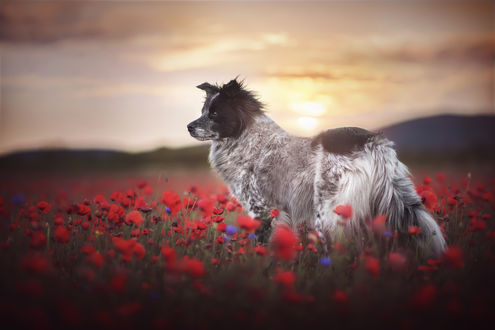 Обои на рабочий стол Пес на маковом поле, фотограф Anne Geier
