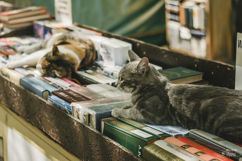 Обои на рабочий стол Кошки лежат на книгах, фотограф Ульяна Мизинова