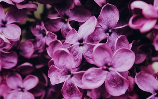 Обои на рабочий стол Сирень крупным планом, by Anna Meshkov