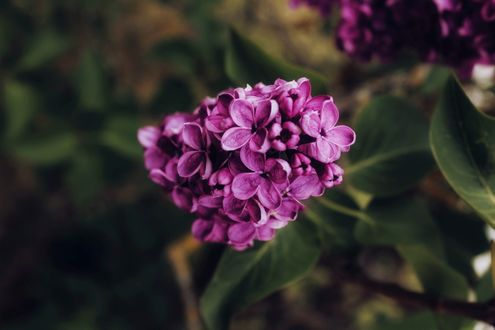 Обои на рабочий стол Сирень на размытом фоне, by Anna Meshkov