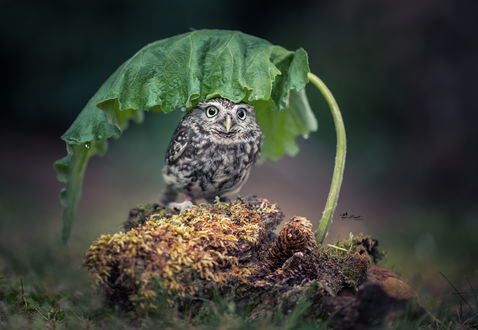 Обои на рабочий стол Сова под листом, by Tanja Brandt