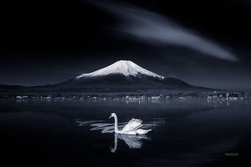 Обои на рабочий стол Лебедь на фоне горы Fuji / Фудзи. Фотограф Takashi