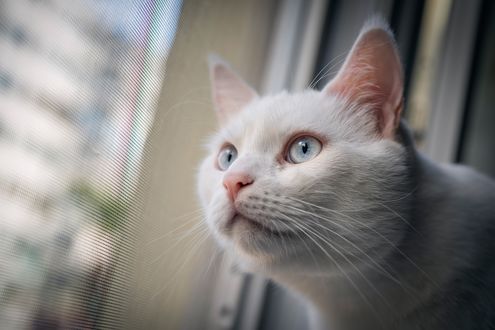 Обои на рабочий стол Белая кошка у окна