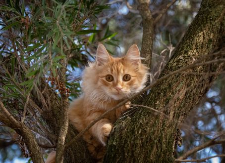 Обои на рабочий стол Рыжий котенок на дереве