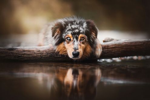 Обои на рабочий стол Австралийская овчарка у воды, фотограф Kristyna Kvapilova