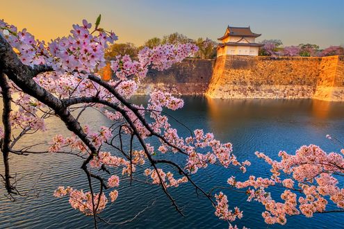 Обои на рабочий стол Himeji castle / замок Химэдзи, замок Белой Цапли во время цветения сакуры, Hyogo Prefecture, Japan / Япония
