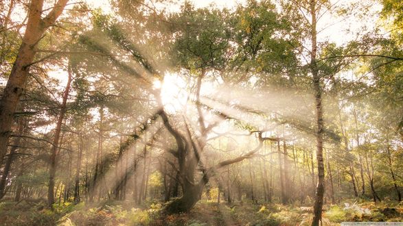 Дорога, лес, солнце, лучи, бревна обои на телефон (фото, картинки)