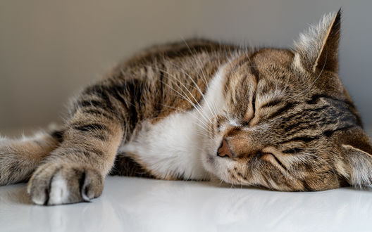 Обои на рабочий стол Спящая кошка, фотограф Stephen Tam