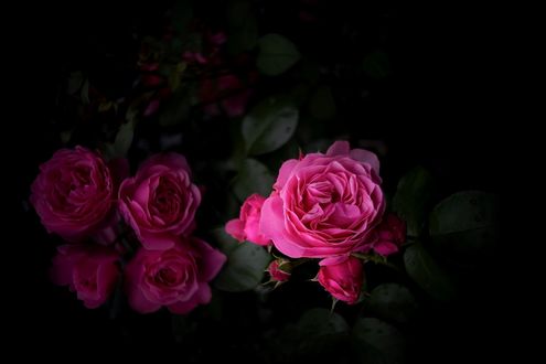 Обои на рабочий стол Розовые розы, by Ms photography