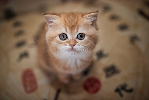 Обои на рабочий стол Рыжий котенок на размытом фоне, фотограф Liliya M