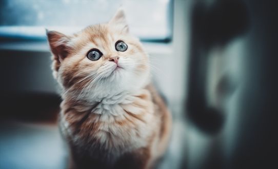 Обои на рабочий стол Котенок смотрит вверх, фотограф Liliya M