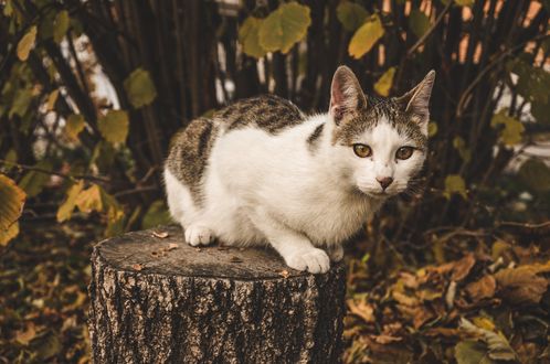 Обои на рабочий стол Кошка сидит на пне, by Milica Spasojevic