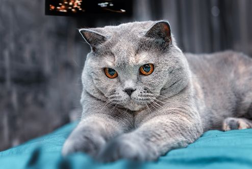 Обои на рабочий стол Британская короткошерстная кошка