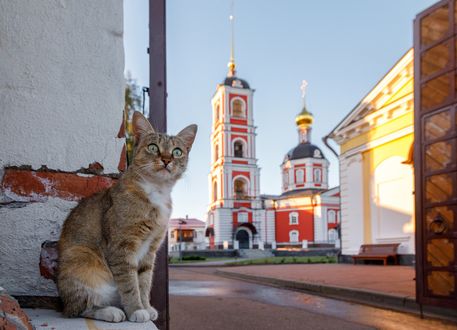 Обои на рабочий стол Кошка сидит у дороги, фотограф Гарбузов Илья