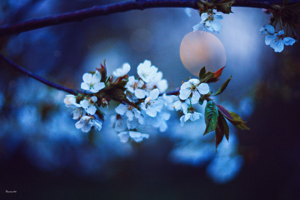 Обои для рабочего стола Цветущая весенняя ветка вишни, by BaxiaArt