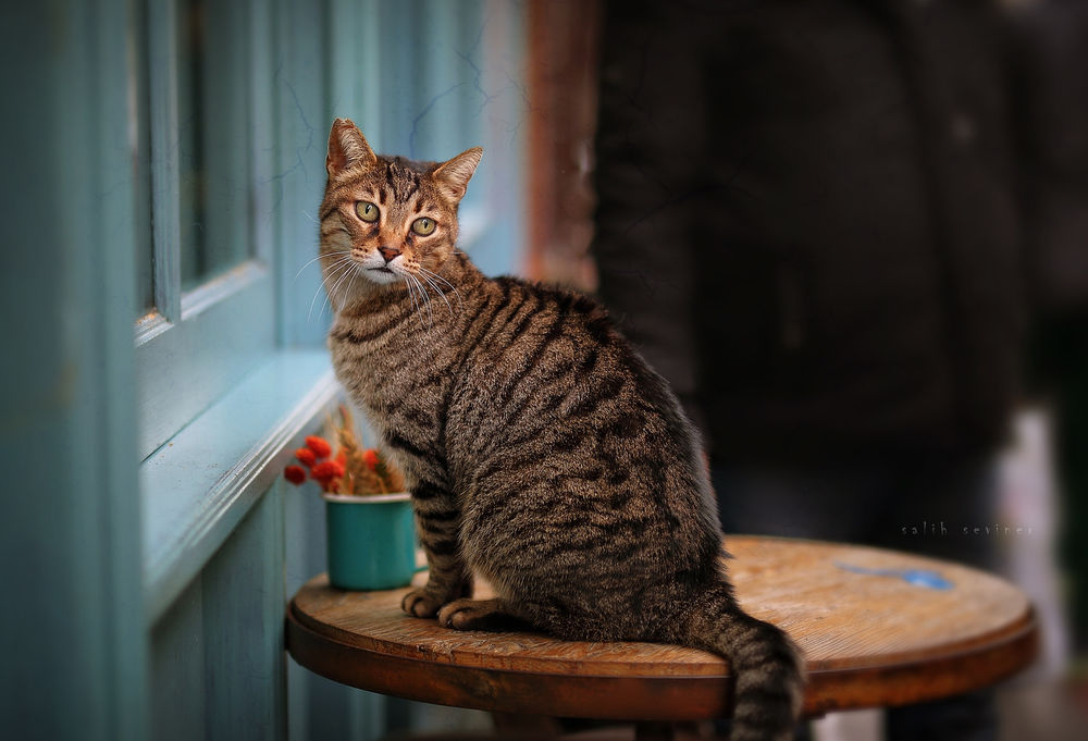 Кошка на столе сидит а птица стоит