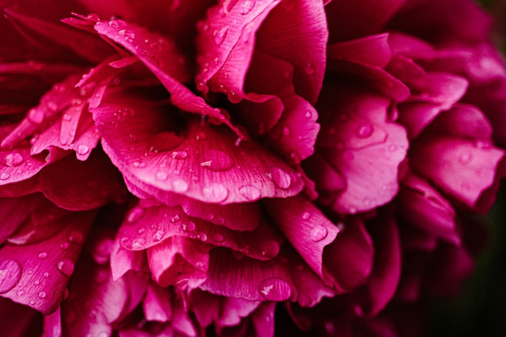 Обои для рабочего стола Розовый пион в каплях росы, by Edward Howell