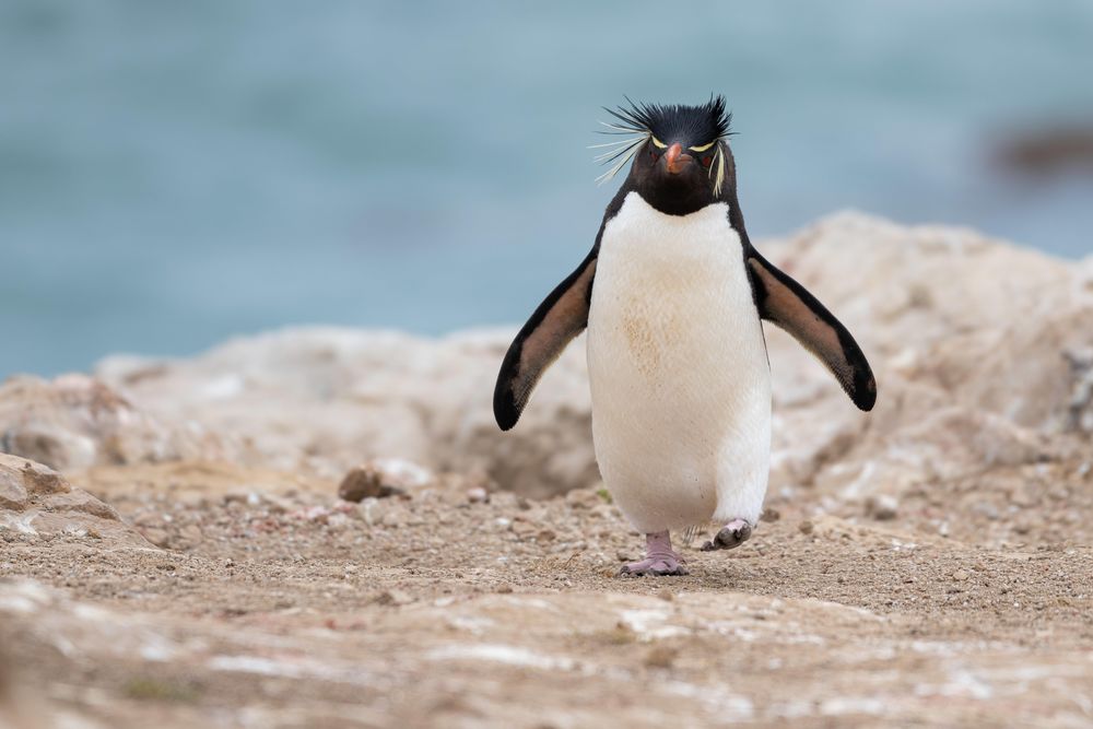 Обои для рабочего стола Пингвин шагает по каменистой местности, Falkland Islands / Фолклендские острова, фотограф kuhnmi