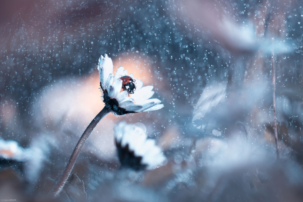 Обои для рабочего стола Божья коровка на нивянике во время дождя, by Fabien BRAVIN