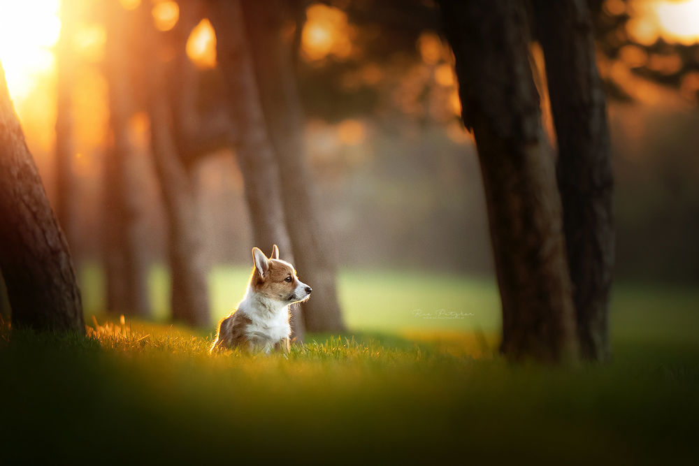 Обои для рабочего стола Собака на поляне в солнечном свете, фотограф Ria Putzker