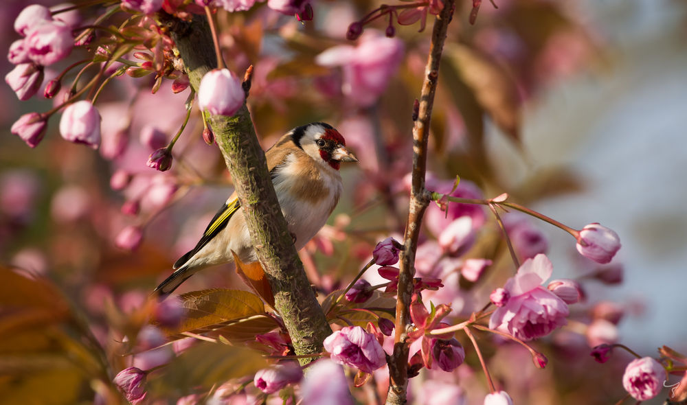 Обои для рабочего стола Щегол на весеннем цветущем дереве, фотограф Jan Jongejan
