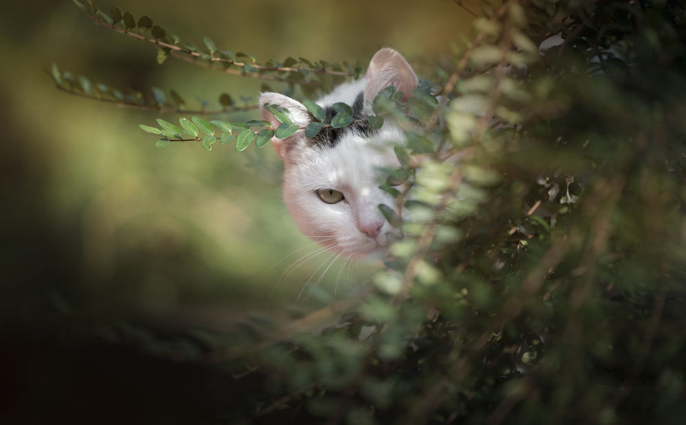 Обои для рабочего стола Кошка за кустом, фотограф Katarina Drezga