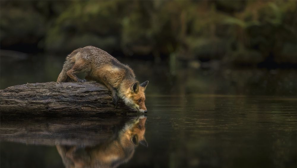 Обои для рабочего стола Лиса на бревне у водоема, by Andreas Bobanac