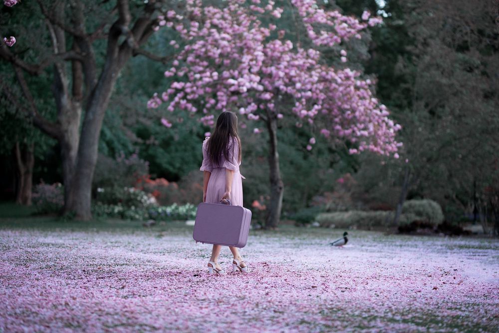 Обои для рабочего стола Девушка с чемоданом на фоне цветущего весеннего дерева