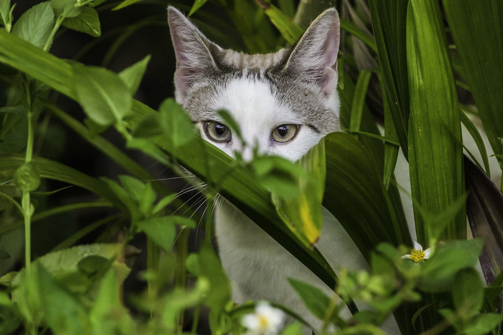 Обои для рабочего стола Кошка среди растений, by photocat001