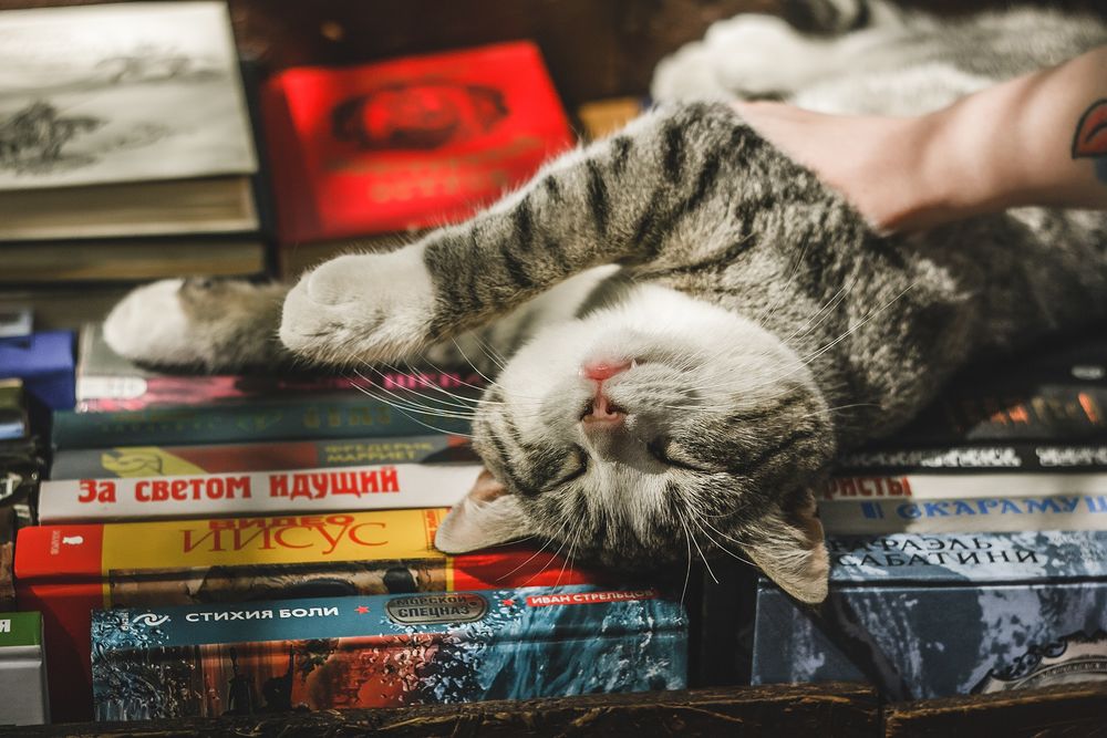 Обои для рабочего стола Полосатого кота, спящего на книгах, гладят, фотограф Ульяна Мизинова