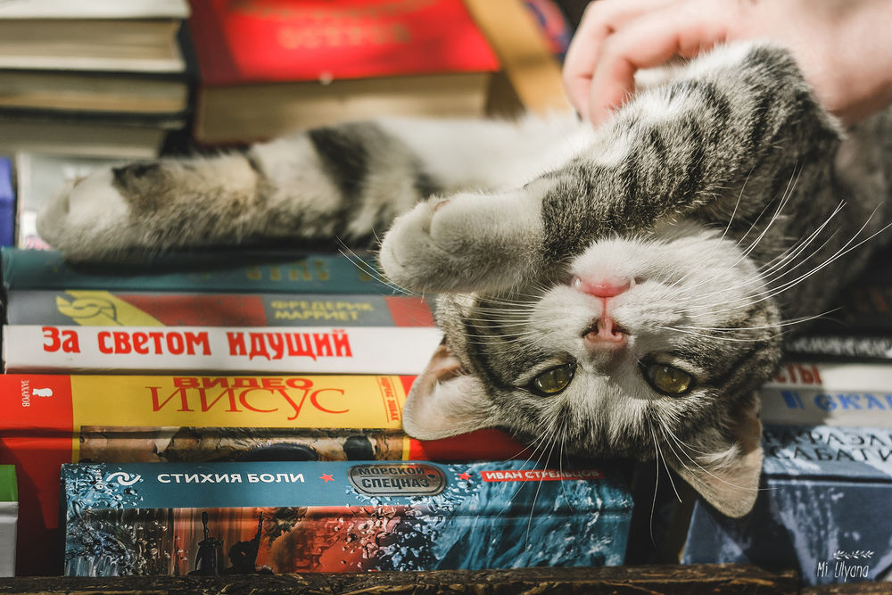 Обои для рабочего стола Серая в полосочку кошка лежит на книгах, а рука человека ее гладит, фотограф Ульяна Мизинова