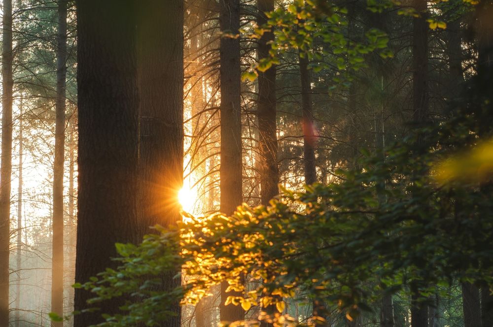 Обои для рабочего стола Солнце освещает лес, by Ingmar