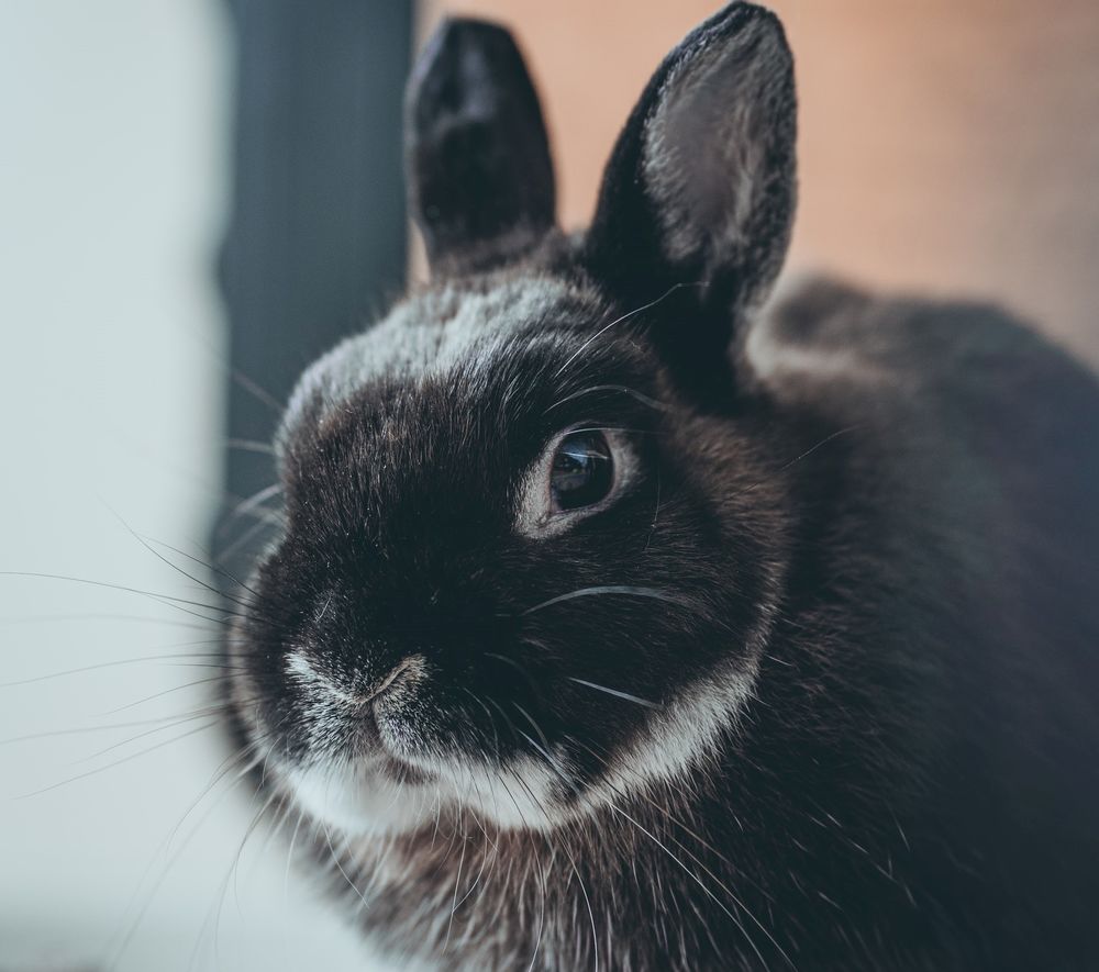 Черный кролик - 69 фото