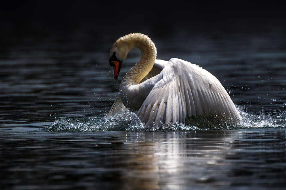 Обои для рабочего стола Белый лебедь на воде, by Robert Didierjean
