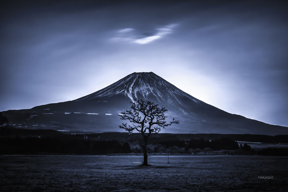 Обои для рабочего стола Дерево на фоне горы Fuji / Фудзи. Фотограф Takashi
