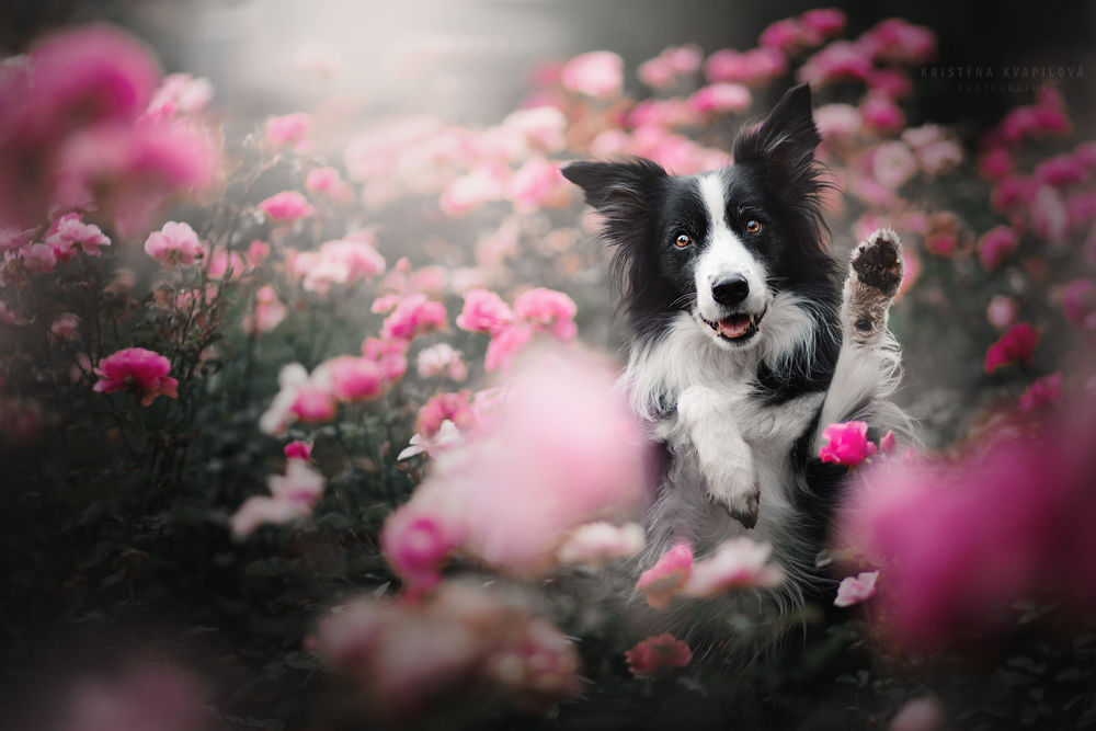 Обои для рабочего стола Собака породы бордер колли среди цветов, фотограф Kristyna Kvapilova