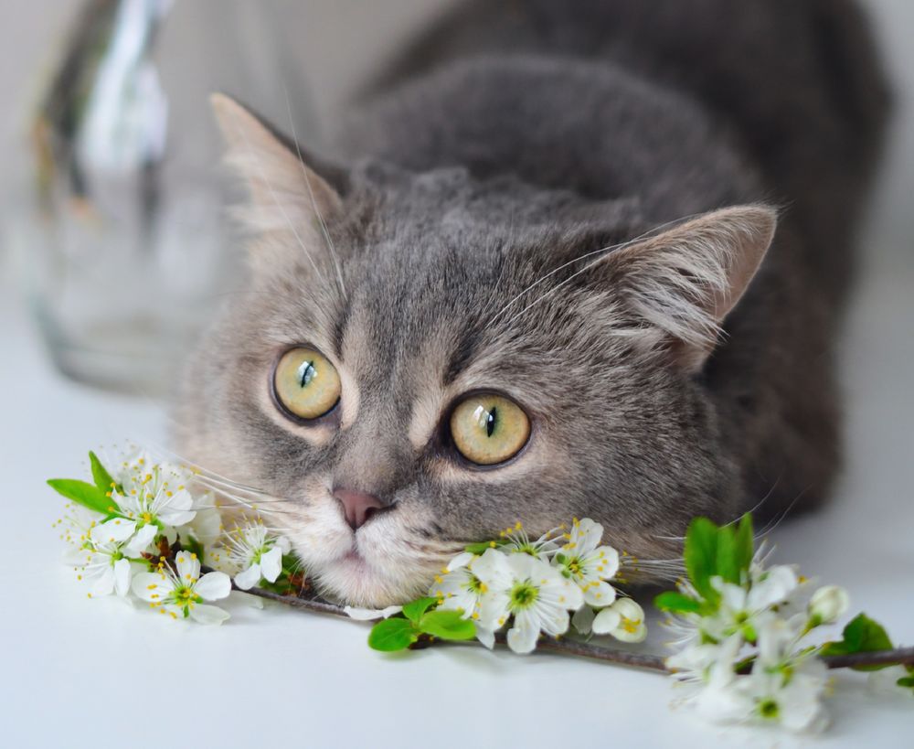 Обои для рабочего стола Серая кошка у весенней веточки, фотограф Божена Пучко
