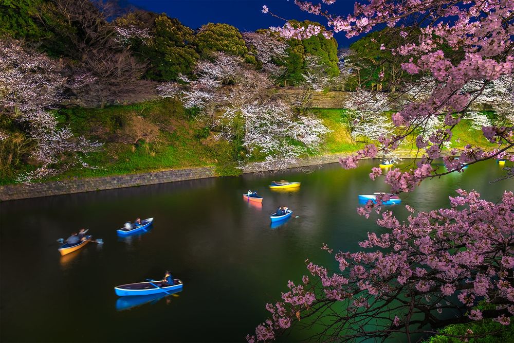 Обои для рабочего стола Прогулочные лодки на водном канале с цветущими весной на берегу деревьями сакуры, Национальный парк, Токио / Tokyo, Япония / Japan