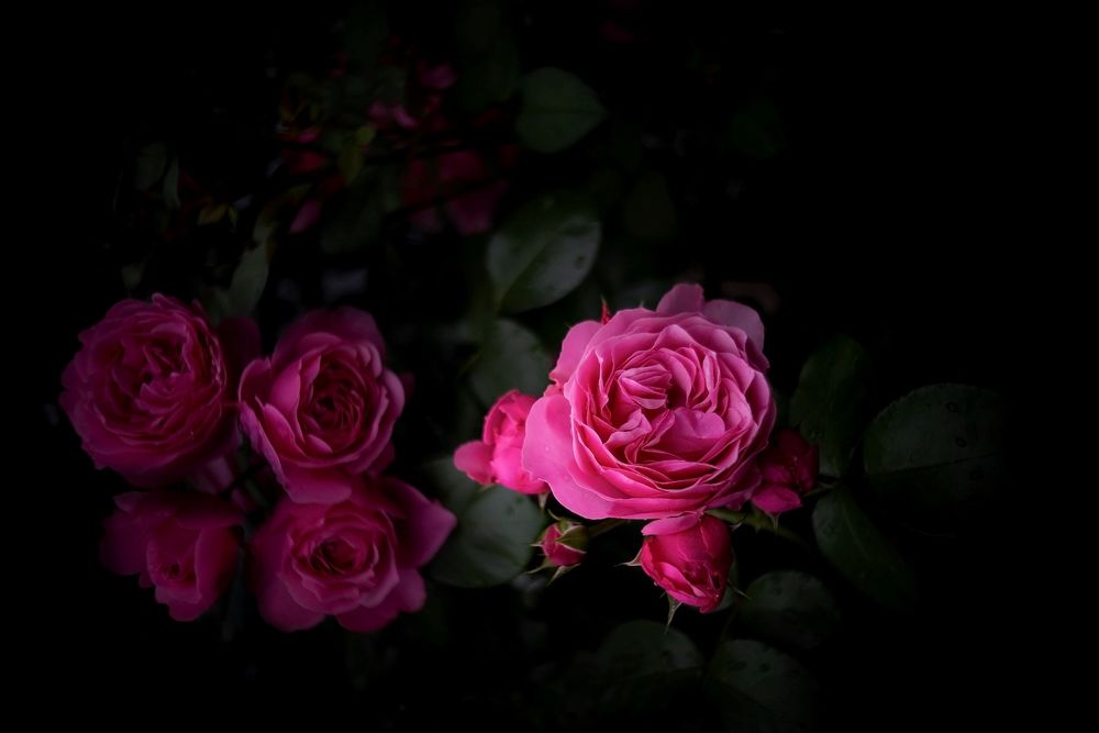 Обои для рабочего стола Розовые розы, by Ms photography