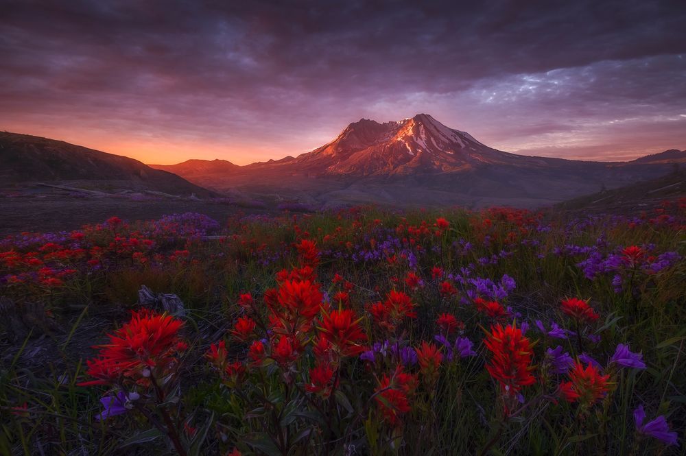 Обои для рабочего стола Цветущие луга у подножия гор, by Ryan Dyar