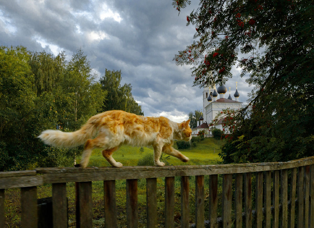 Обои для рабочего стола Бело - рыжая кошка идет по забору, фотограф Гарбузов Илья