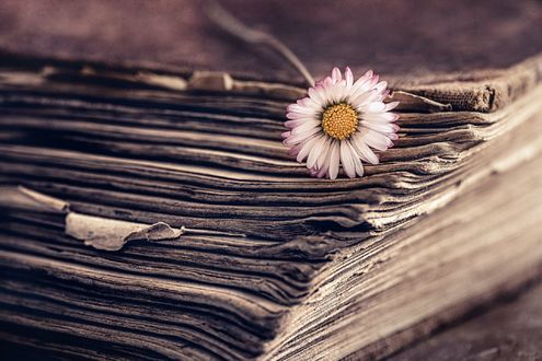 Обои на рабочий стол Маргаритка на старой книге, фотограф Rosana