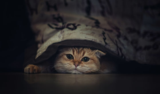 Обои на рабочий стол Рыжий котик под одеялом, фотограф Liliya M