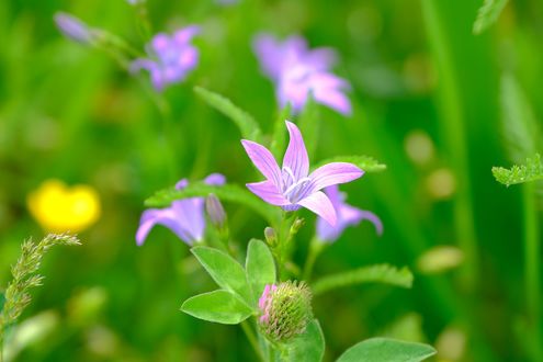 Обои на рабочий стол Цветы колокольчика на размытом фоне, by Nicky