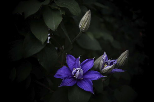 Обои на рабочий стол Голубые цветы климатиса, by Ms photography