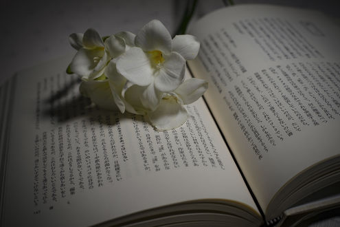 Обои на рабочий стол Белые цветы на книге, by Ms photography